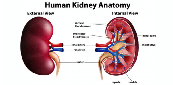 How many years can a person survive (healthy) with a single kidney ...