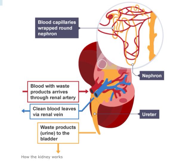 How the kidney works.