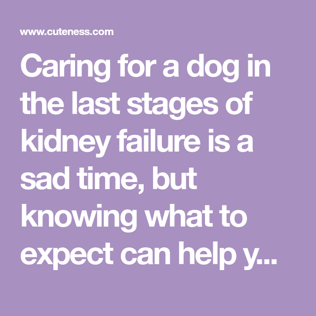 How the Last Stages of Kidney Failure Affect Dogs