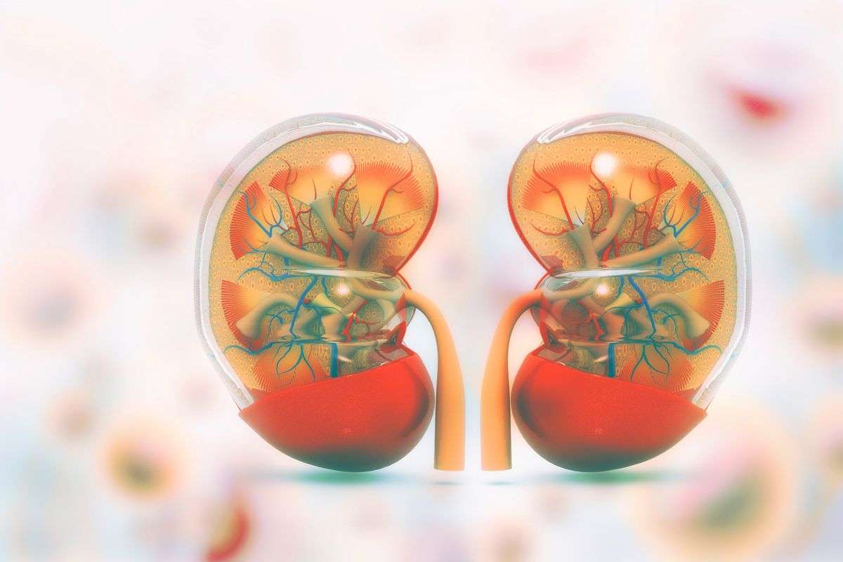 How to cleanse your kidneys in natural way?