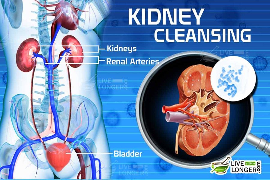 how to flush kidneys and bladder