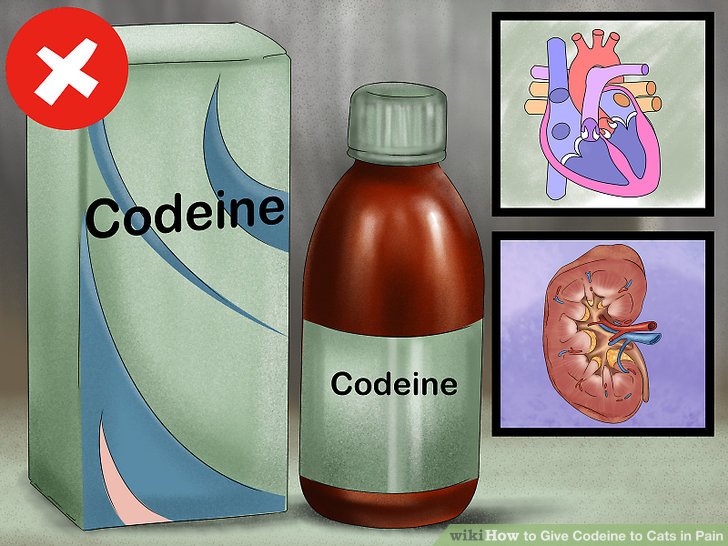 How to Give Codeine to Cats in Pain: 15 Steps (with Pictures)