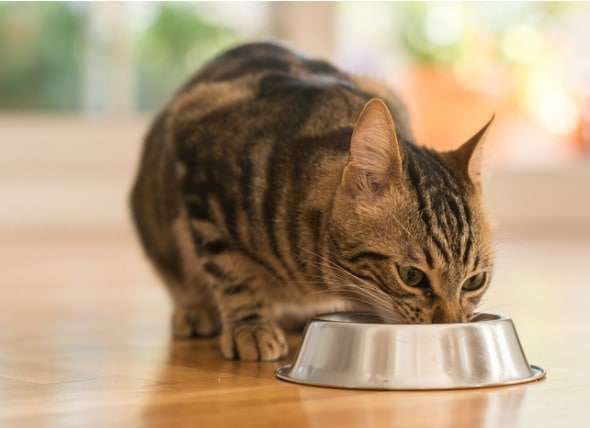 How To Help A Cat With Kidney Disease Gain Weight