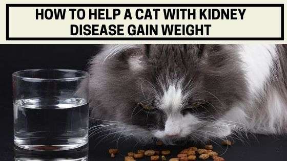 How To Help A Cat With Kidney Issues