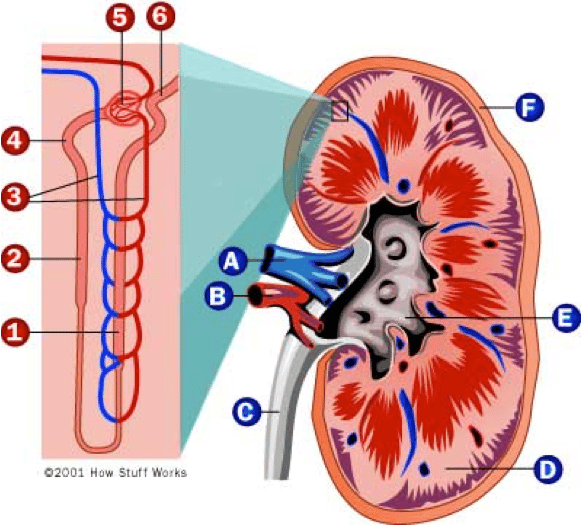 How to Naturally Protect Your Kidneys