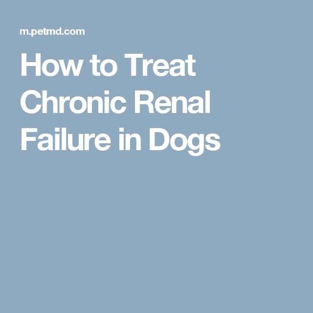 How to Treat Chronic Renal Failure in Dogs