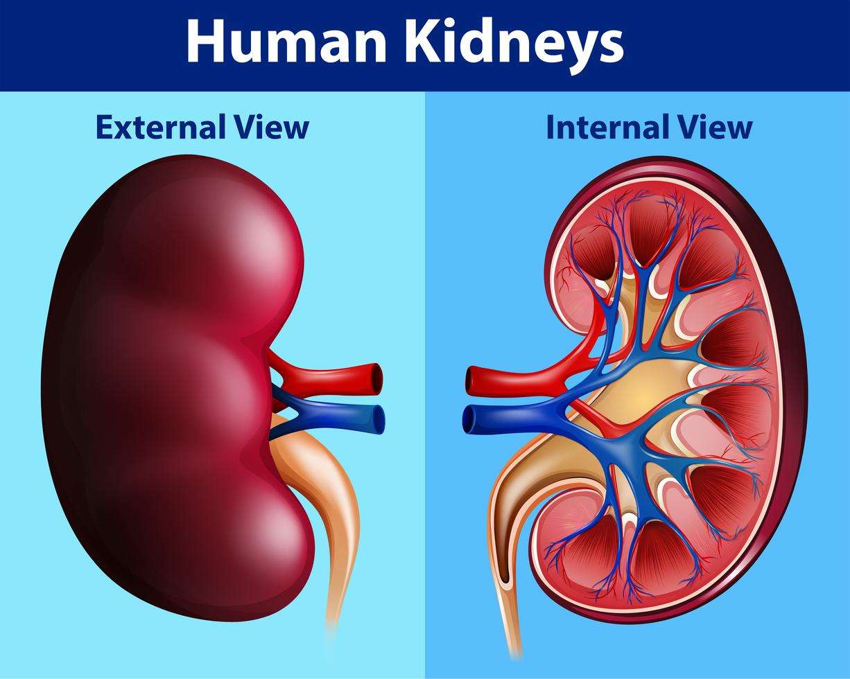 Human anatomy diagram with kidneys