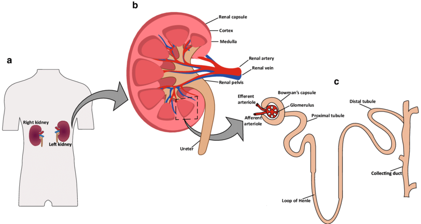 Human kidney anatomy. External view (a), internal view (b ...