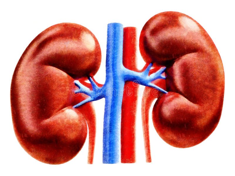 Human Kidneys Anatomy Illustration Stock Illustration ...