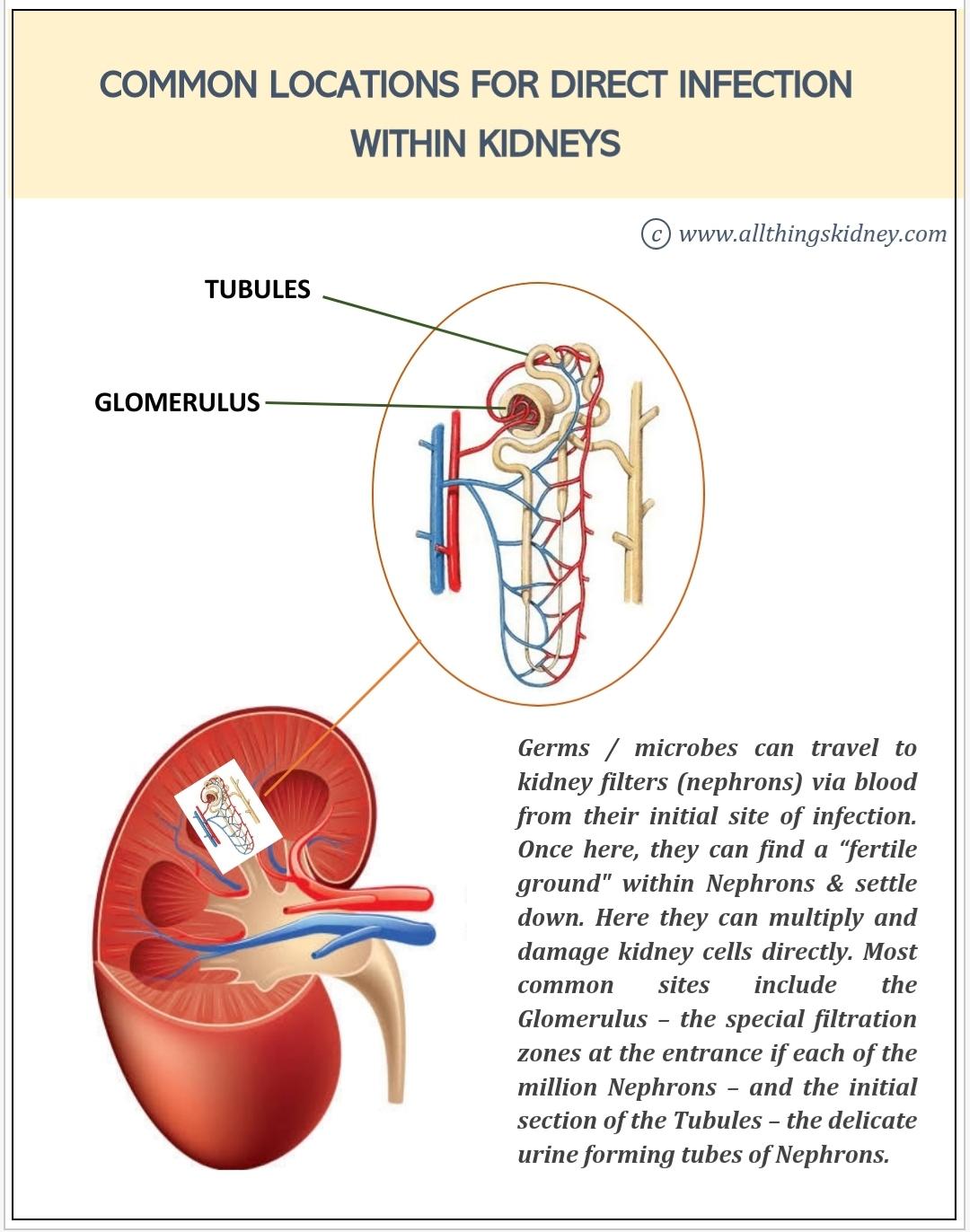 Infections that cause kidney damage