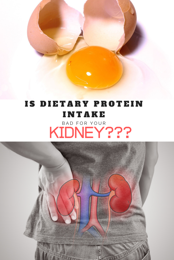 Is Dietary Protein Intake Bad For Your Kidney?