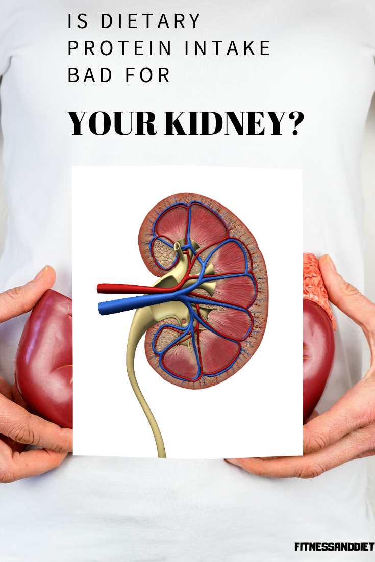Is Dietary Protein Intake Bad For Your Kidney? *** More ...
