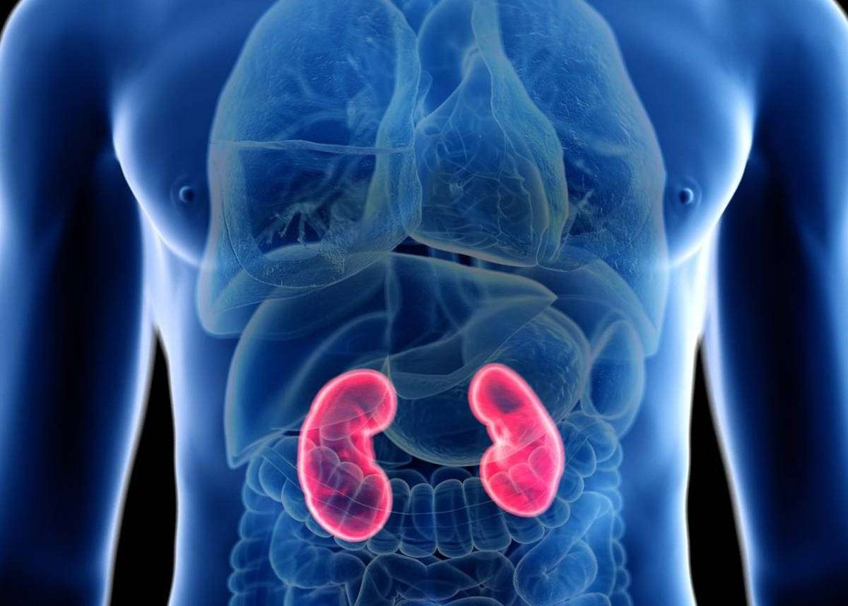 Does Keto Affect Your Kidneys - HealthyKidneyClub.com