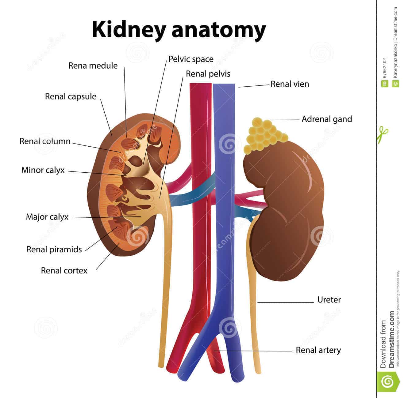 Kidney anatomy in vector stock vector. Illustration of health