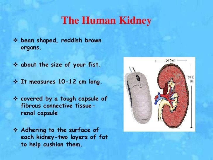 Kidney anatomy, physiology and disorders