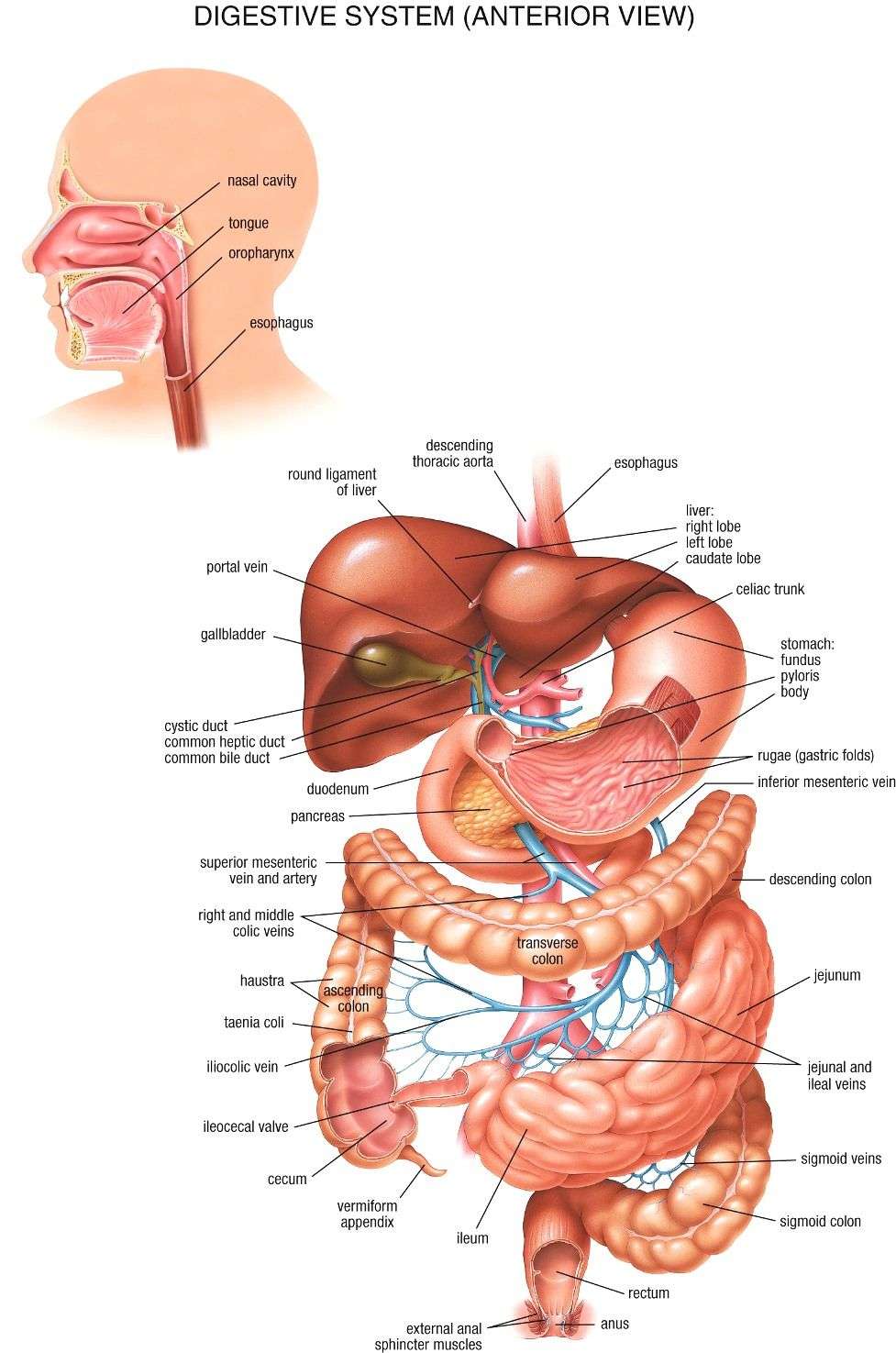Kidney And Liver Body System