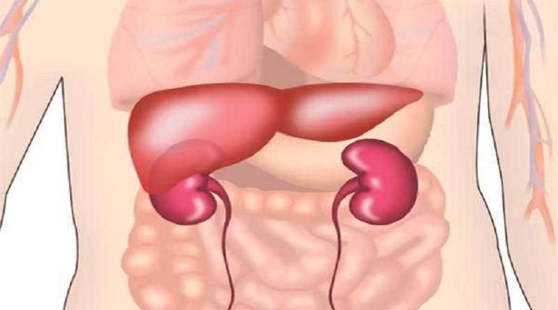 Kidney And Liver Transplant