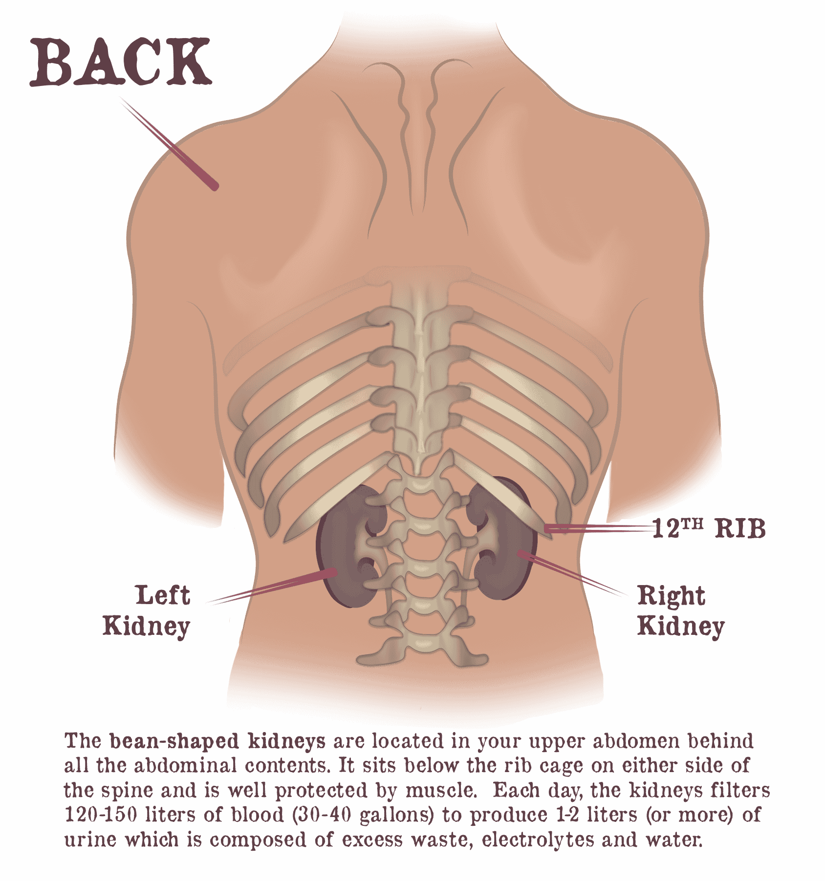Kidney Basics Overview