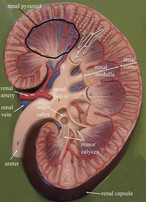 Kidney Cortex And Medulla Function