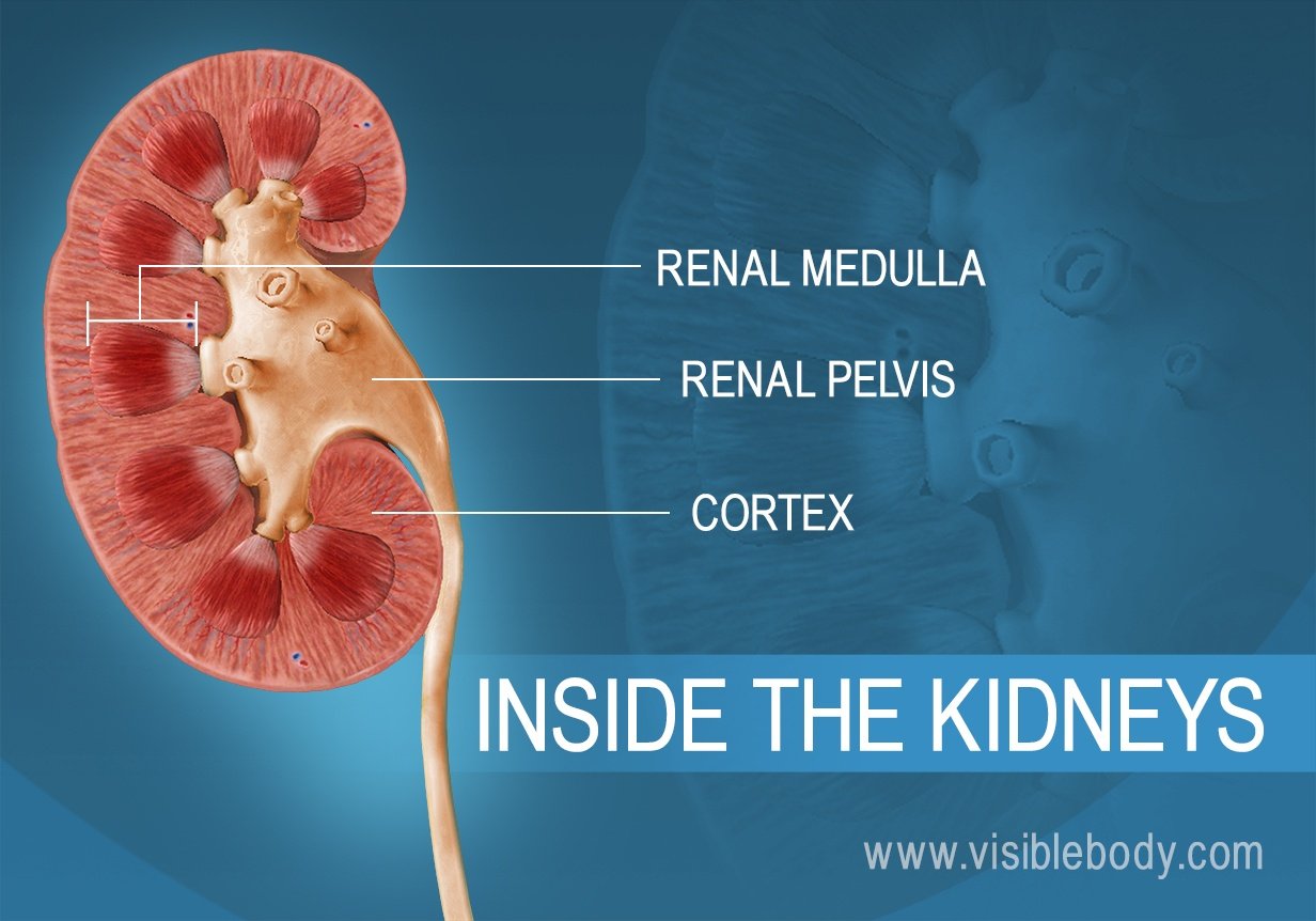 Kidney Cortex And Medulla