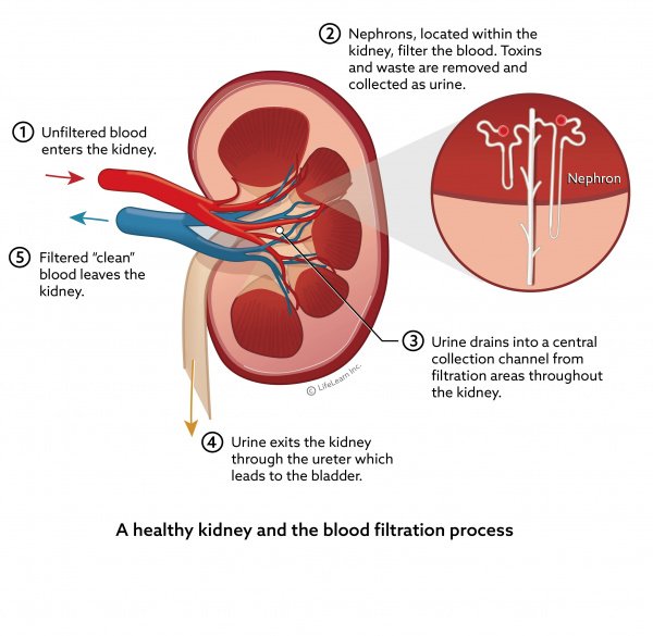 Kidney Disease: Know The Signs