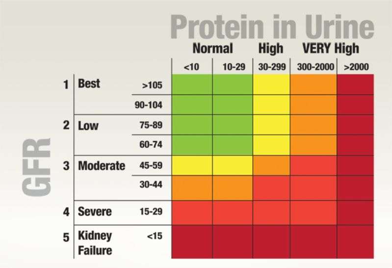 Kidney Disease Protein In Urine