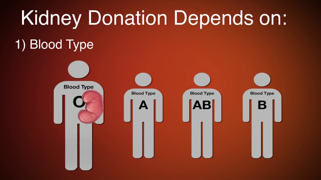 Kidney Donation And Transplant Requirements Youtube 