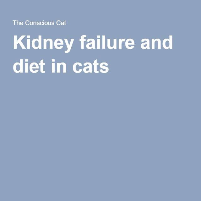 Kidney failure and diet in cats