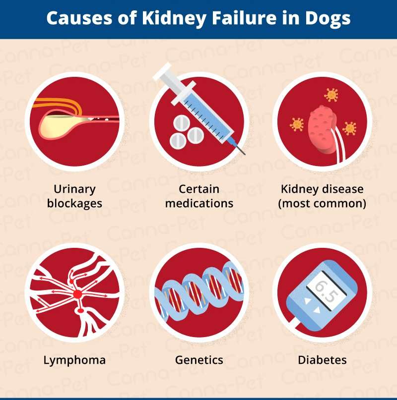 Kidney Failure in Dogs: Signs &  Causes