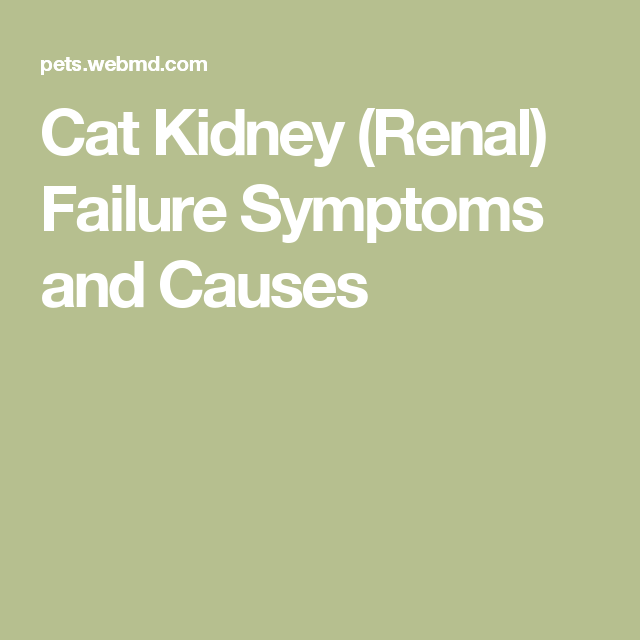 how-to-tell-if-cat-has-kidney-disease-healthykidneyclub