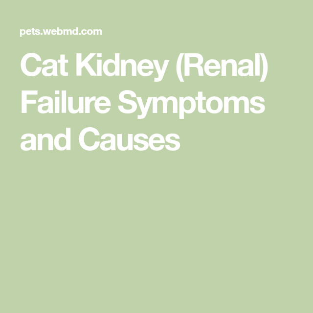 Kidney Failure (Uremia) Symptoms in Cats