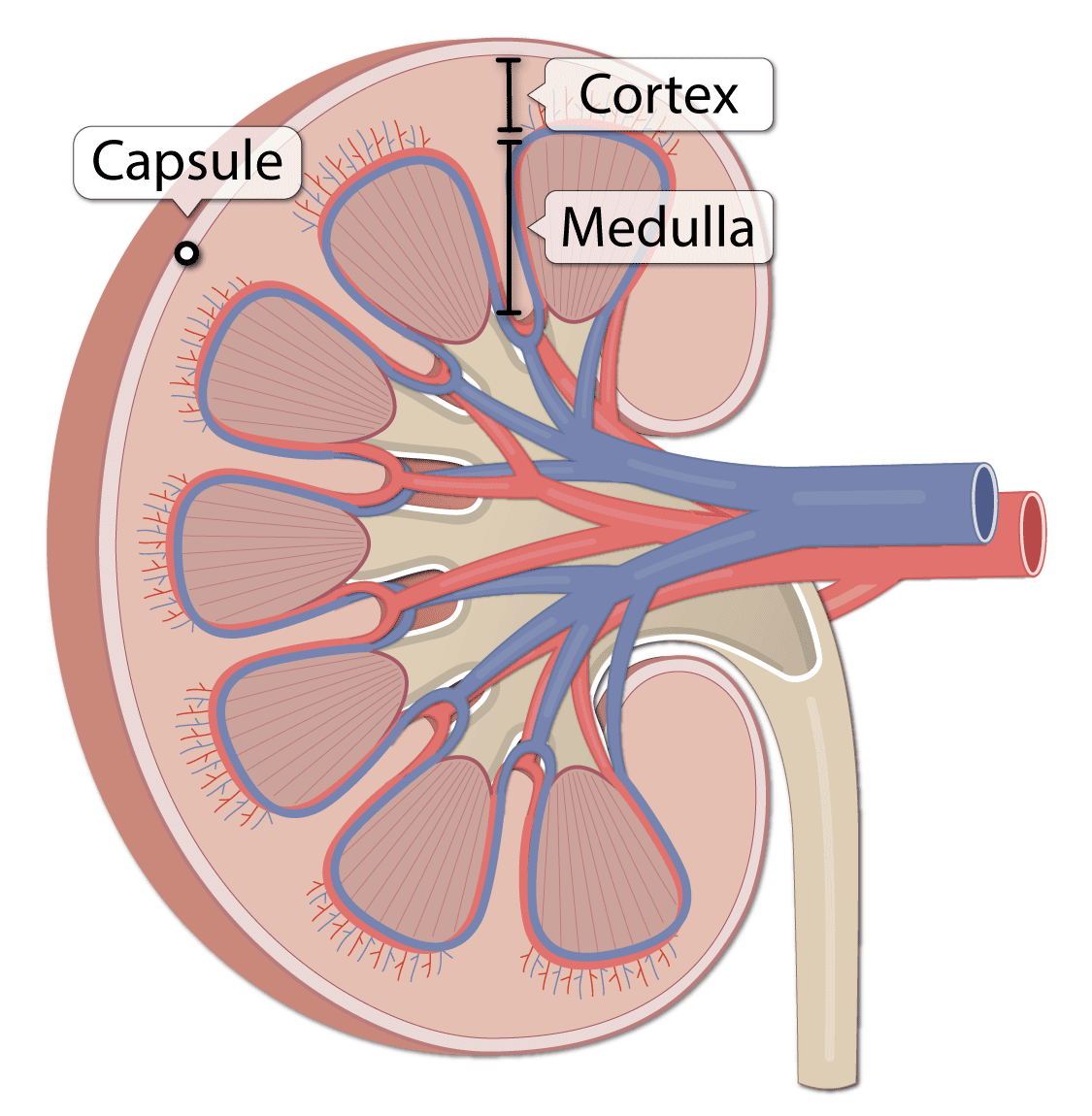 Kidney: Gross Anatomy (Lesson) â Human Bio Media