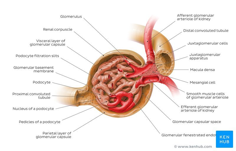Kidney histology: Nephron, loop of Henle, functions