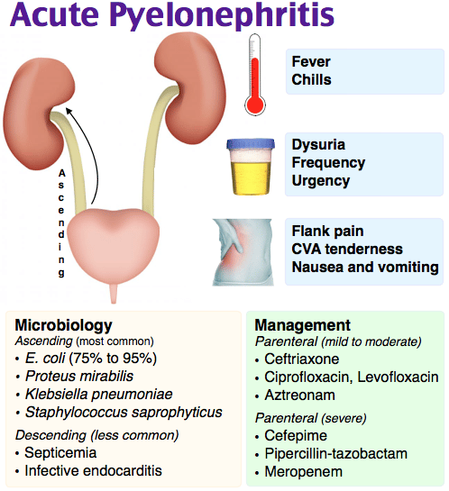 Kidney Infection E Coli Sepsis
