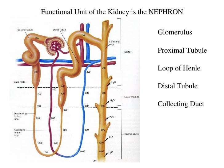 Kidney Introduction