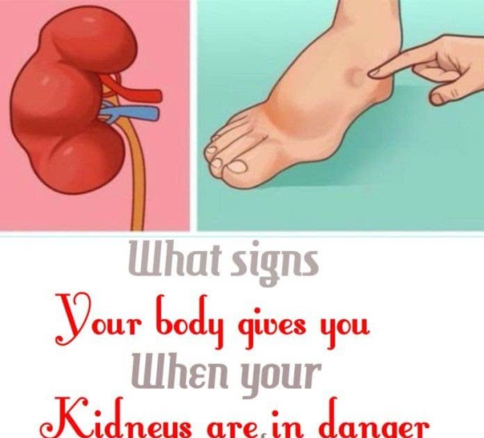 Kidney Location On Your Body