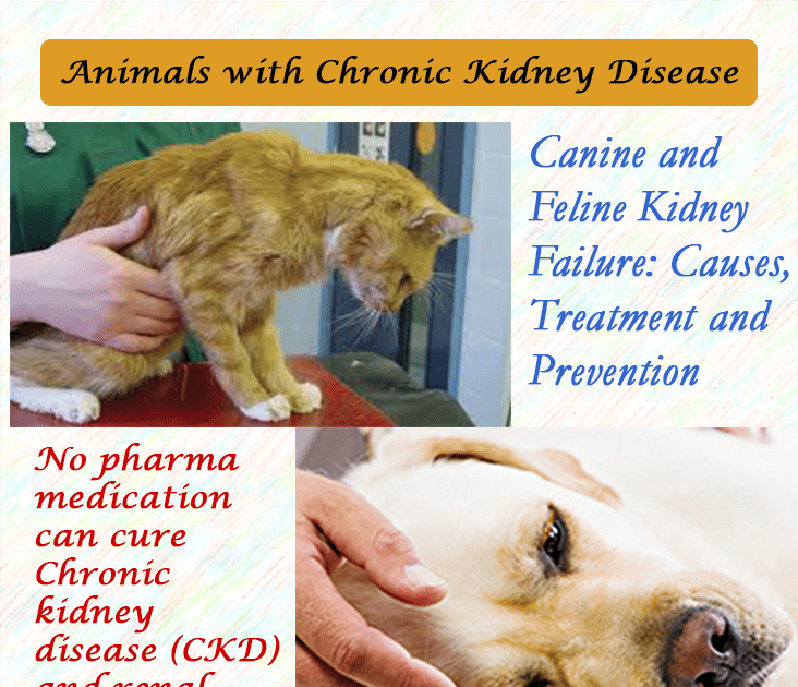 Kidney Renal Disease In Cats
