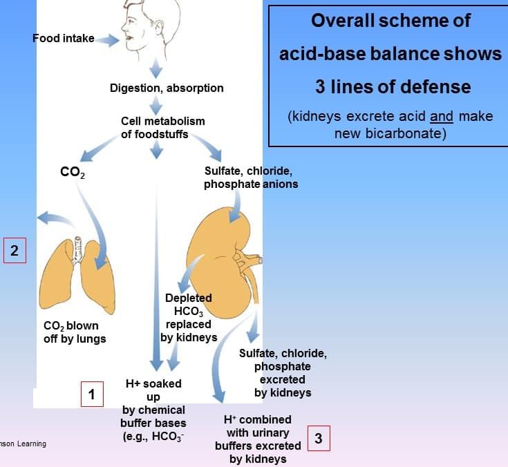 how-do-kidneys-regulate-ph-healthykidneyclub