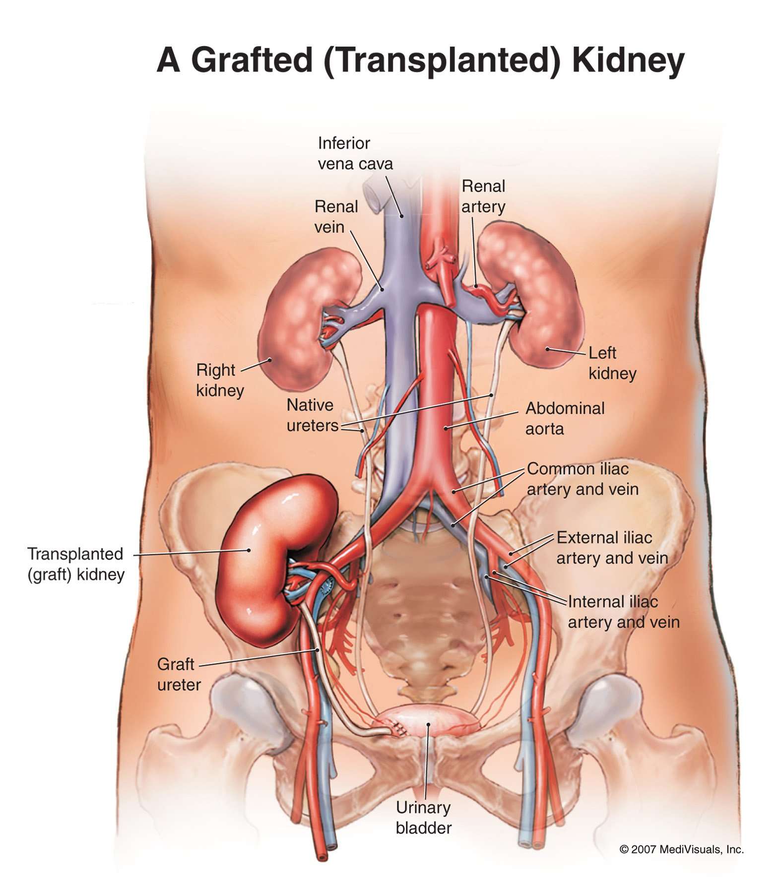 which-side-is-the-kidney-on-your-body-healthykidneyclub
