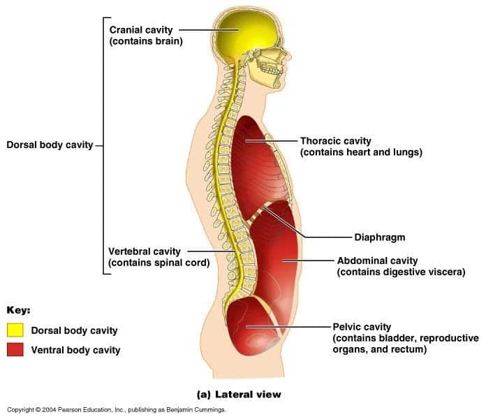 Kidneys Are Located In Which Body Cavity