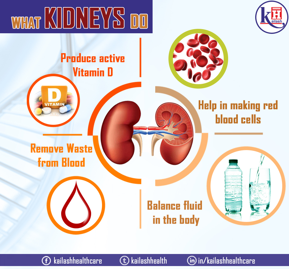 Kidneys play a very vital function in our overall body systems &  helps ...