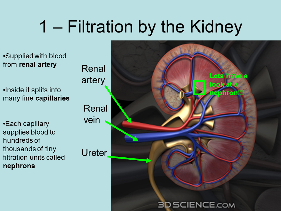 What Are The Filtering Units Of The Kidney Called HealthyKidneyClub