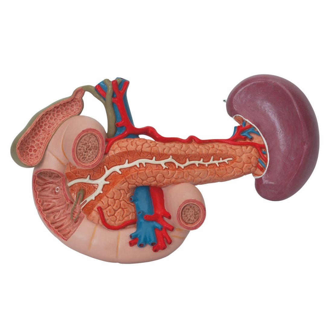 Kidneys with Rear Organs of the Upper Abdomen