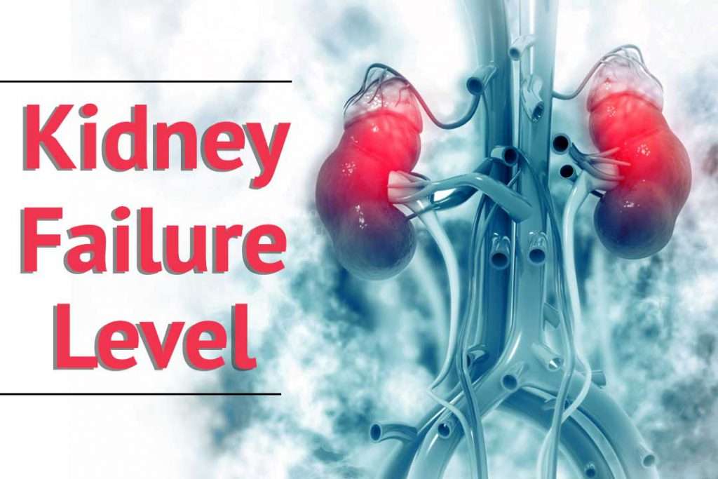 Know about all kidney failure level