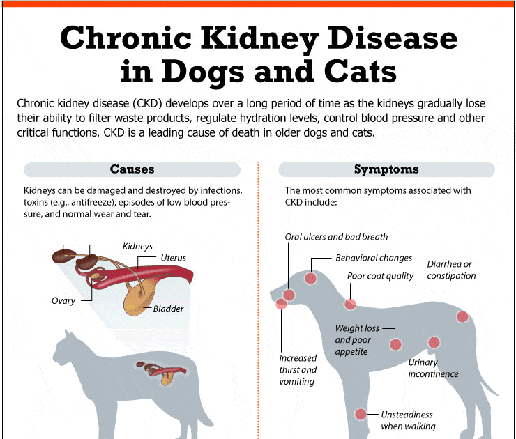 what-are-the-final-stages-of-kidney-failure-in-dogs-healthykidneyclub