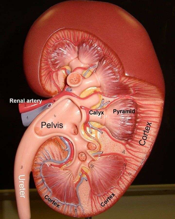 Latest Medical News å¨ Instagram ä¸å?å¸ï¼âthe kidneys. they are ...