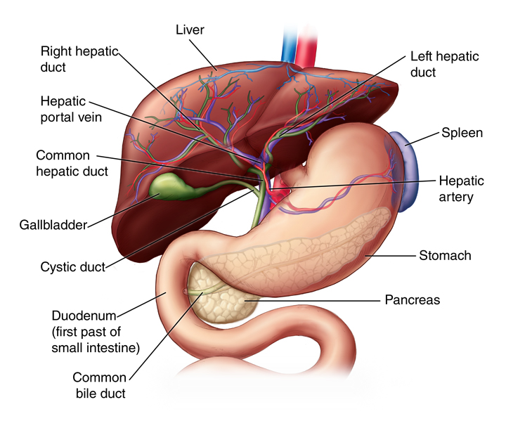 Liver: Anatomy and Functions