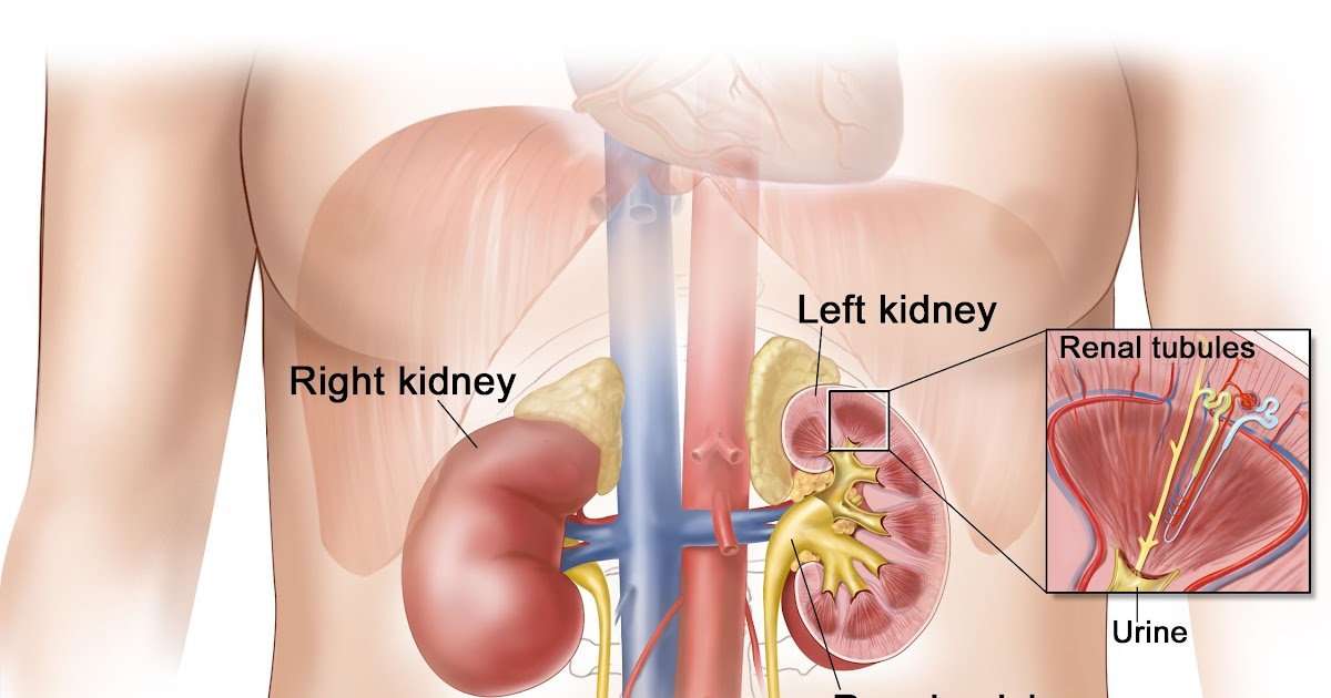 Liver And Kidney Location In The Body