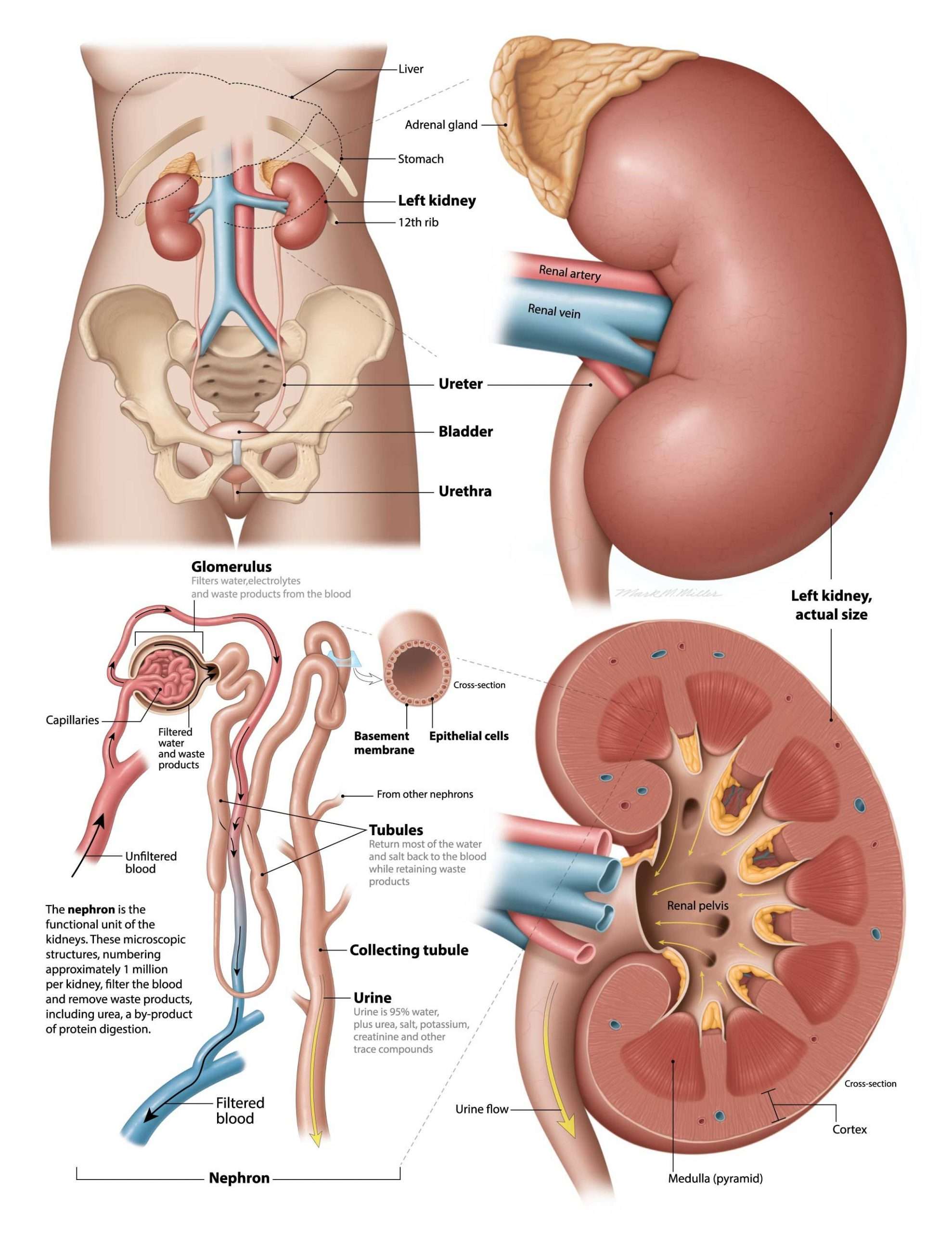 liver and kidney position in human body