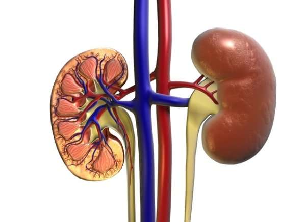 Low protein level ups decline of kidney function in elderly